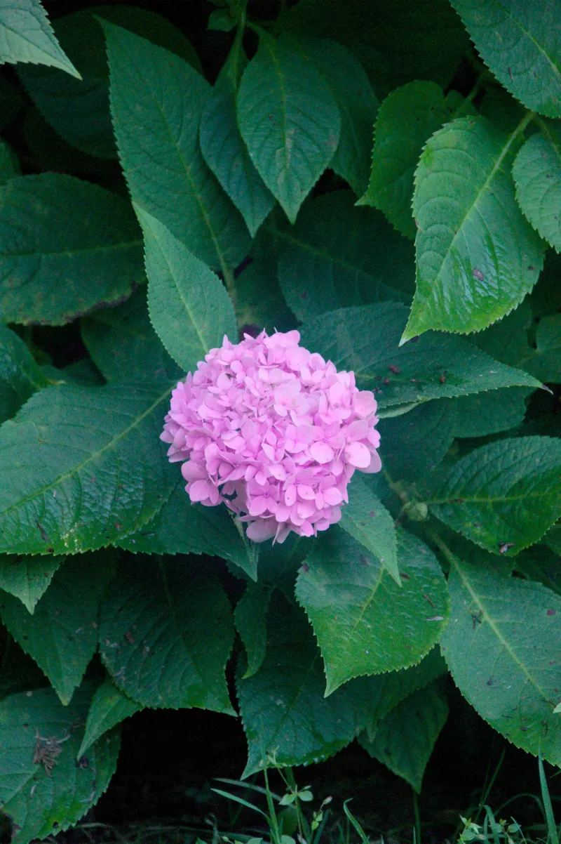 杉林溪 6
